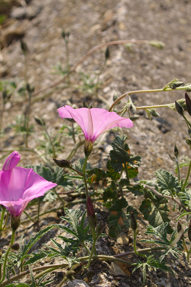 Convolvulus althaeoides / Vilucchio rosso